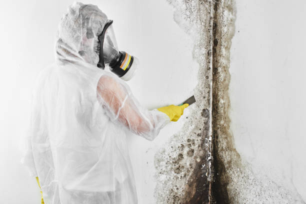 Trusted Riverside, ID Mold Removal Experts